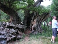 Albums/20090700-Windsor Great Park/5